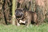 BULLDOG ANGLAIS 083